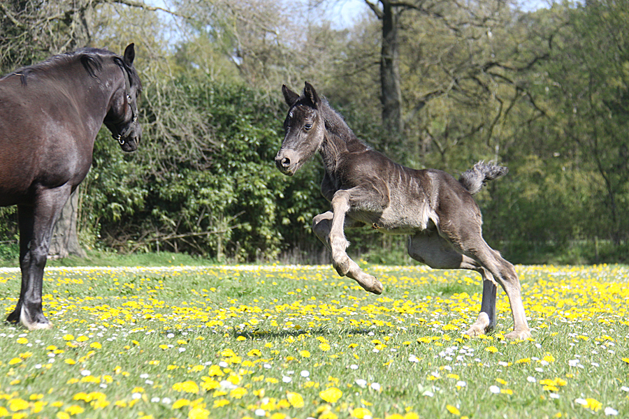 Welsh Cob CoCo 0101